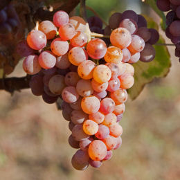 Videira de uva-de-mesa Chasselas ros